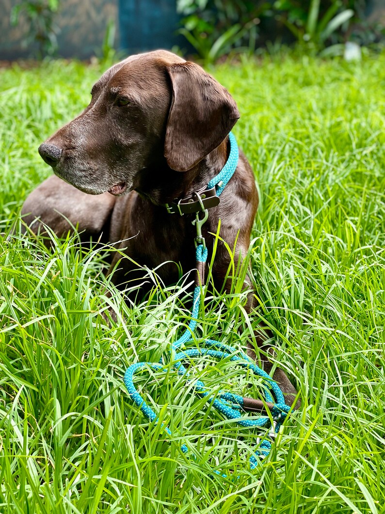 May include: A brown and white dog with a blue leash and collar sitting in tall green grass.