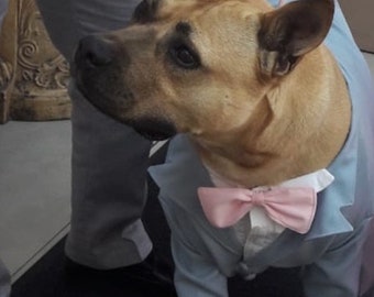 Bespoke dog tuxedo