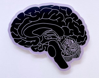 Hersenanatomiesticker – waterdichte vinylsticker, neurologiecadeau