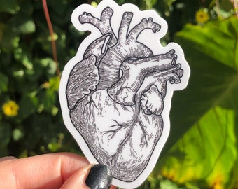 ANATOMISCHE HARTSTICKER - zwart-witte lijn kunst anatomie sticker, vintage medisch hart ontwerp, anatomisch correct hart sticker ontwerp