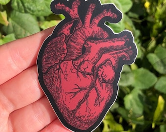 ANATOMICAL HEART STICKER - Vinyl Anatomy Sticker, Vintage Inspired Anatomical Illustration Macabre Heart Sticker, Anatomically Correct Heart
