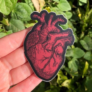 NAKLEJKA ANATOMICZNE SERCE - winylowa naklejka anatomiczna, inspirowana stylem vintage ilustracja anatomiczna makabryczne serce naklejka, anatomicznie poprawne serce
