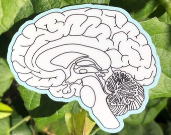 HERSENSTICKER - sticker medische illustratie, sticker neuropsychische hersenen, sticker anatomische neurologie, sticker psychologie waterfles hersenen