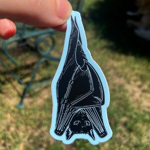 May include: Black and white illustration of a bat hanging upside down. The bat is drawn in a detailed, vintage style.