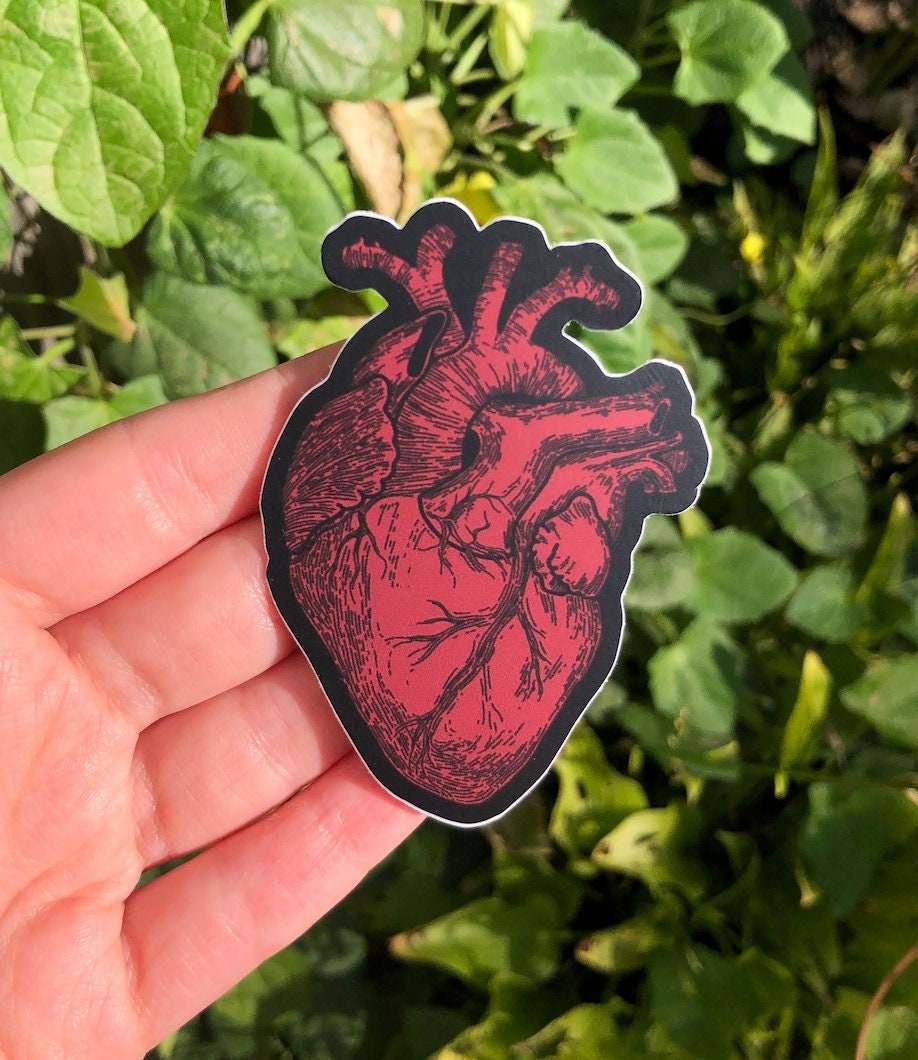 ANATOMICAL HEART STICKER - Vinyl Anatomy Sticker, Vintage Inspired Anatomical Illustration Macabre Heart Sticker, Anatomically Correct Heart