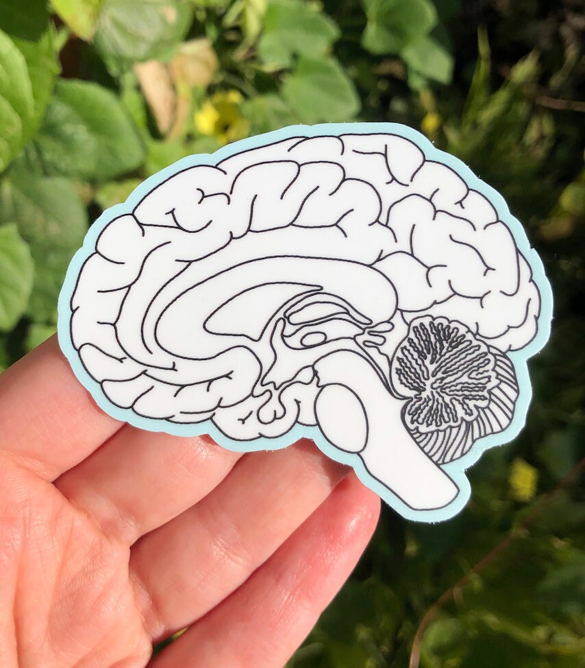Neurology Sticker BRAIN STICKER - Medical Illustration Sticker, Neuropsych Brain Sticker ...