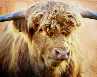 Highland Cow Highland Cows Highland Cow Art Highland cow print Highlander Highland Highland Cow Gifts Highland Cattle Art Highland Cattle