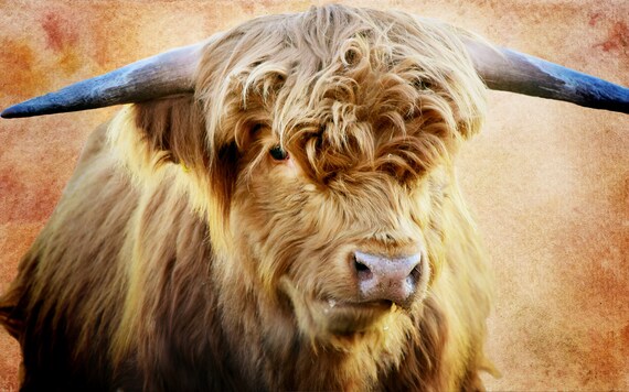 Highland Cow Highland Cows Highland Cow Art Highland cow print Highlander Highland Highland Cow Gifts Highland Cattle Art Highland Cattle