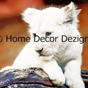 picture of lions lion artwork lion black white lion cubs zoo animal pictures baby lion cub lion portrait lion lioness  lion pictures lionfac