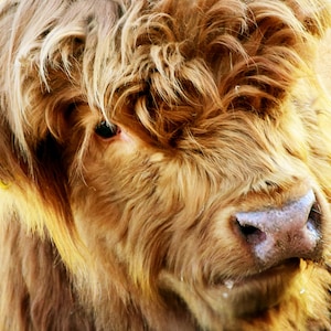 Cattle Wall Art Highland Cow Highland Cow Print Highland Cow Download Farm Wall Art Highland Cow Print Cow Download Large Cow Print Cow Post