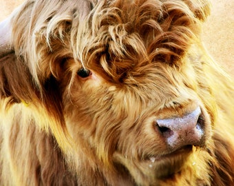Rinder Wandkunst Highland Kuh Highland Kuh Download Farm Wandkunst Highland Kuh Download Große Kuh Druck Kuh Post