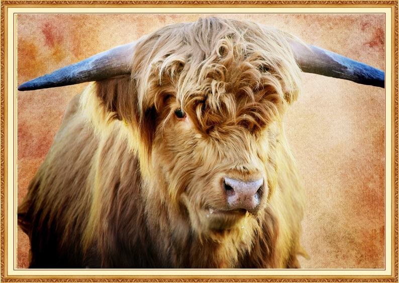 Highland Cow Highland Cows Highland Cow Art Highland cow print Highlander Highland Highland Cow Gifts Highland Cattle Art Highland Cattle image 2
