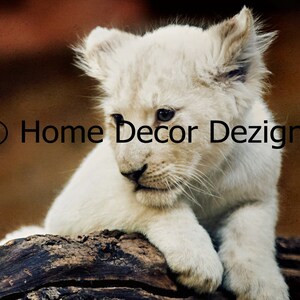 lion artwork lion black white lion cubs zoo animal pictures baby lion cub lion portrait lion lioness  lion pictures lion face pictureof lion