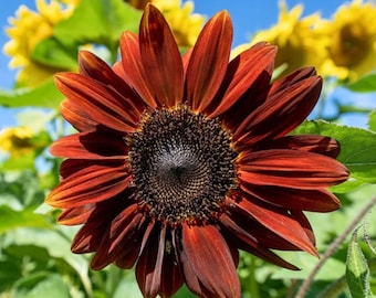 Zonnebloemzaden Midnight Rouge - erfstukzaden, diep bordeauxrode bloemen, snijbloemen