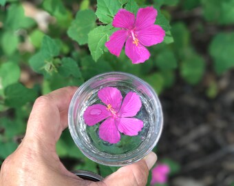 May include: A pink flower floating in a glass jar filled with water. The jar is being held by a hand. There is another pink flower in the background.