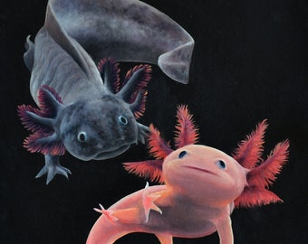 Axolotl Hide Etsy Australia