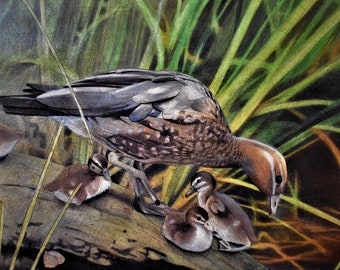 Wood Duck - Coloured Pencil Drawing, Completed Colouring-In Page, Australian Geographic Illustration, Coloured-In by Nicole Brown