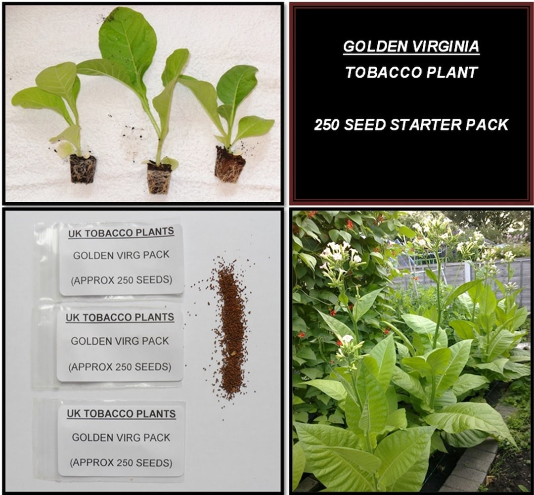 why was tobacco important to jamestown Tobacco Growing in Early America – Mr Snuff