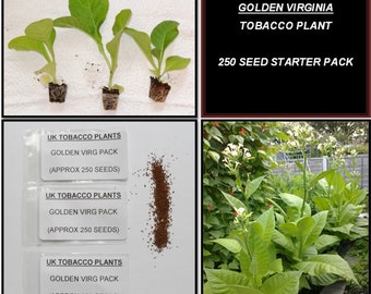 Golden Virginia Tobacco Seed Pack