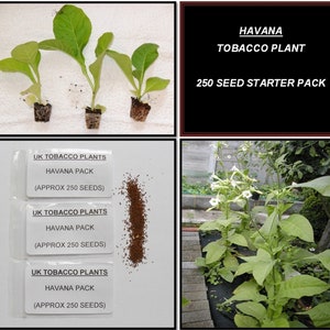 natural tobacco benefits Amazon.com: NAKED Green Tea Cigarettes BOLD Herbal 10-Pack Carton, 200-cigs  Made-in-USA No-Nicotine No-Tobacco No chemical additives. : Health &  Household