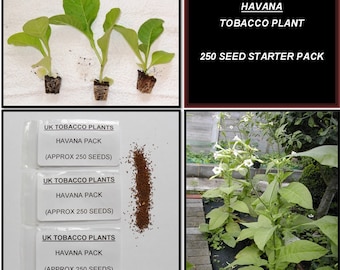 tobacco plant uk for sale Mahorka Yellow Tobacco Seed Pack