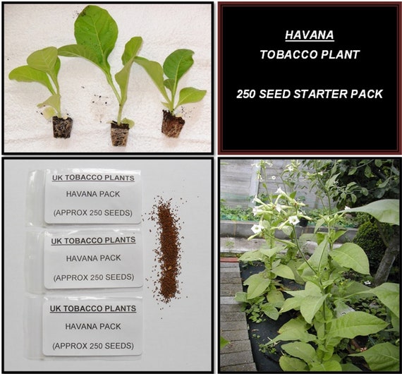 UK Grown Havana Tobacco Seed Pack