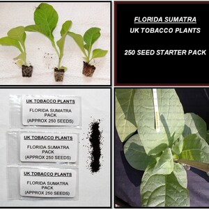 Golden Virginia Tobacco