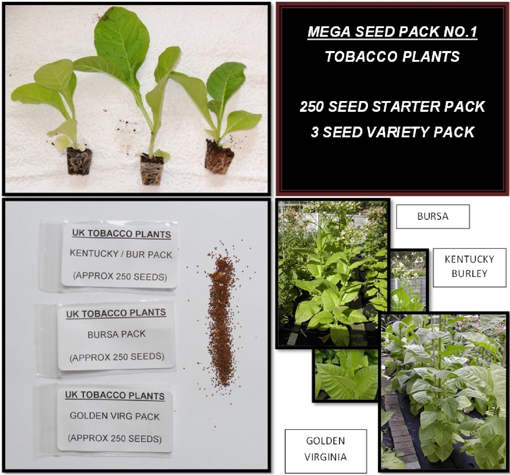 tobacco plant plugs Built to last What is Nicotiana or tobacco