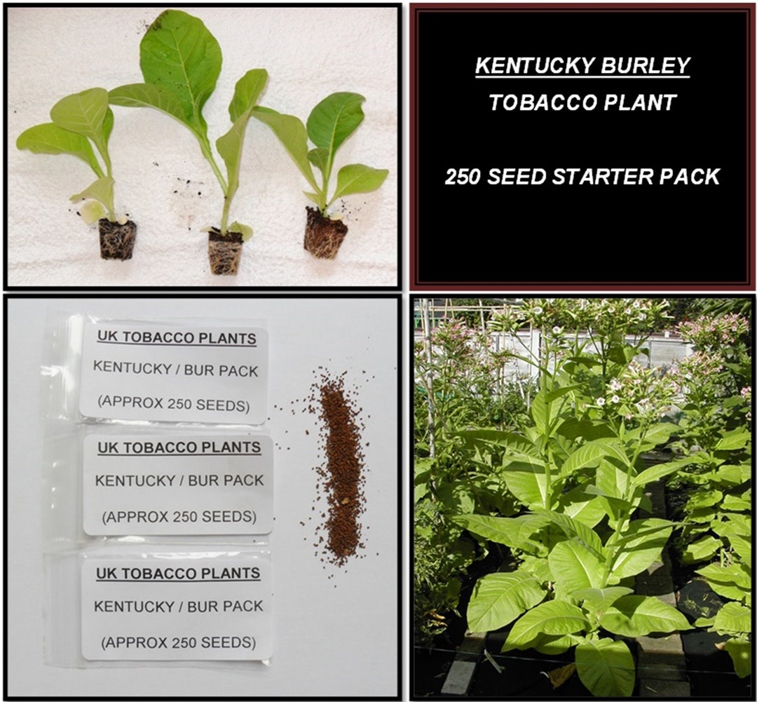 kentucky burley tobacco Kentucky Burley Tobacco Seed Pack