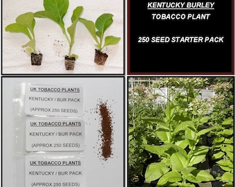 4 Variedades Semillas De Tabaco Frescas Cosecha 2024 - Virginia, Burley Y Más (4x1000 Semillas)