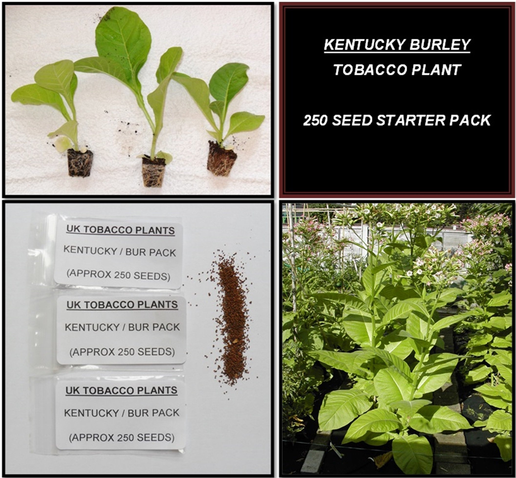 kentucky tobacco seeds Kentucky Burley Tobacco Seed Pack