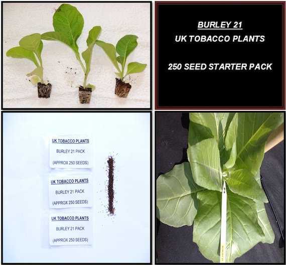 Burley 21 Tobacco Seed Pack