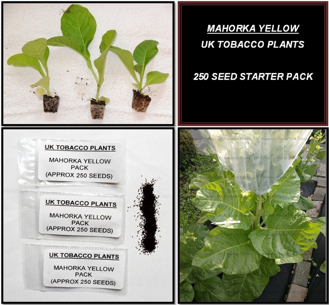 Mahorka Yellow Tobacco Seed Pack