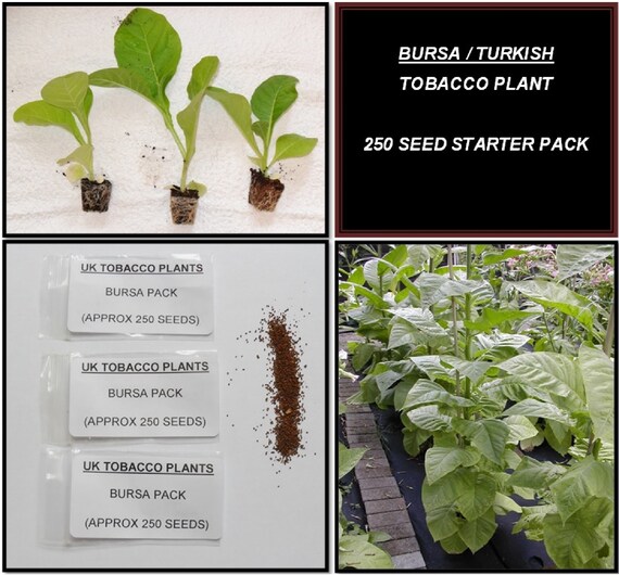 tobacco flavoring oils Tobacco Leaf & Amber Fragrance Oil 728