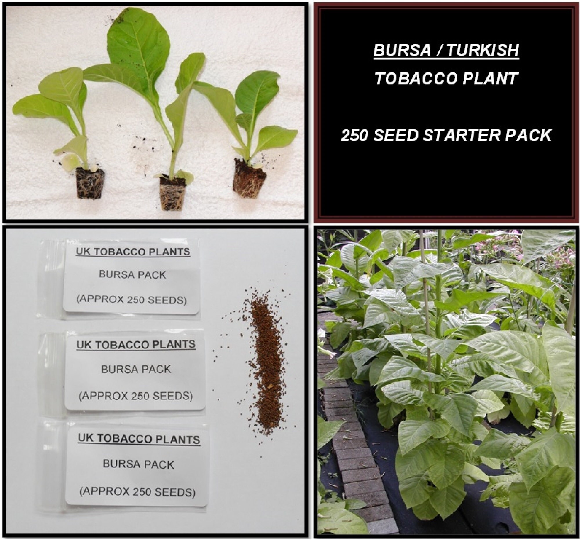turkish tobacco seeds Bursa / Turkish Oriental Tobacco Seed Pack