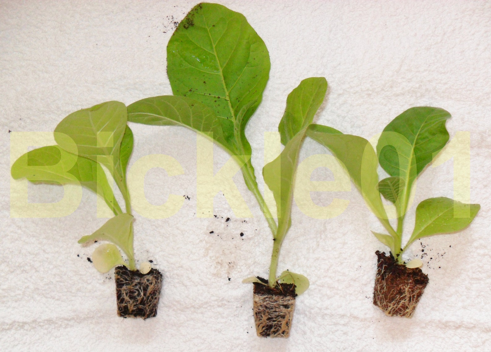 Tobacco Seed MultiPack 5 Variety Tobacco Plants Seed Kit Etsy
