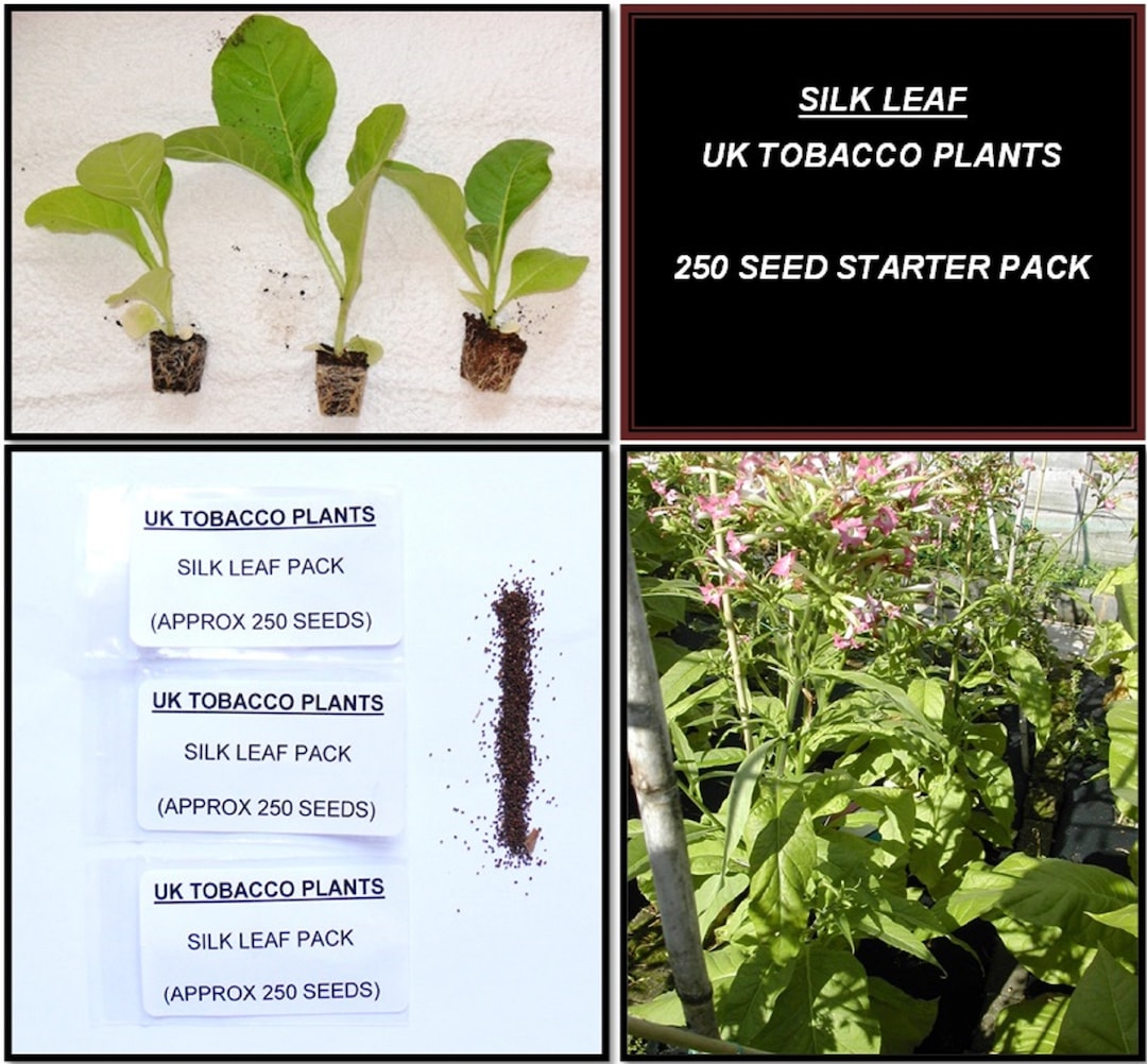 Silk Leaf Tobacco Seed Pack
