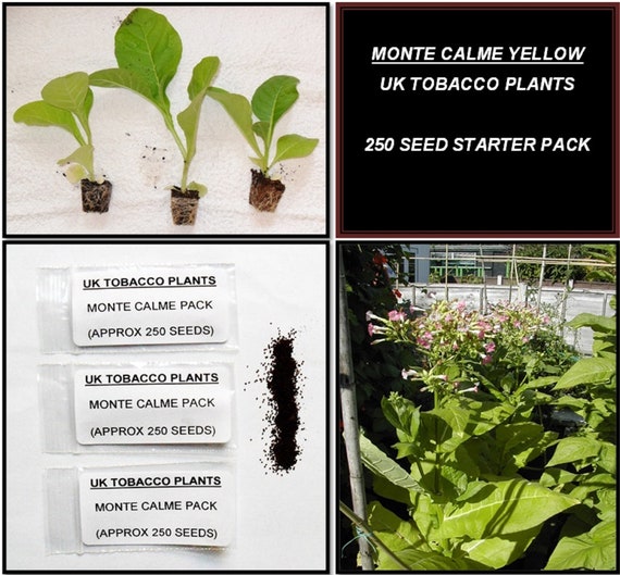when to sow tobacco seeds uk Monte Calme Yellow Tobacco Seed Pack