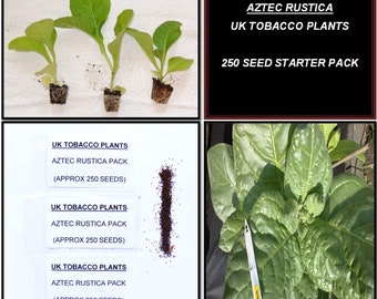 golden virginia tobacco seeds uk Golden Virginia Tobacco Seed Pack