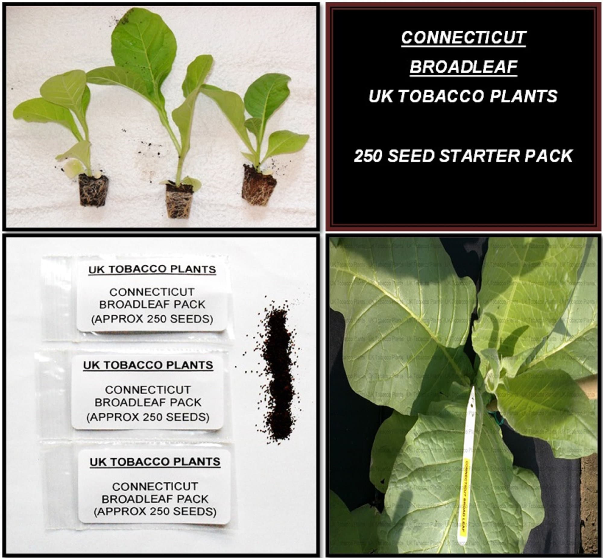 Connecticut Broadleaf Tobacco Seed Pack