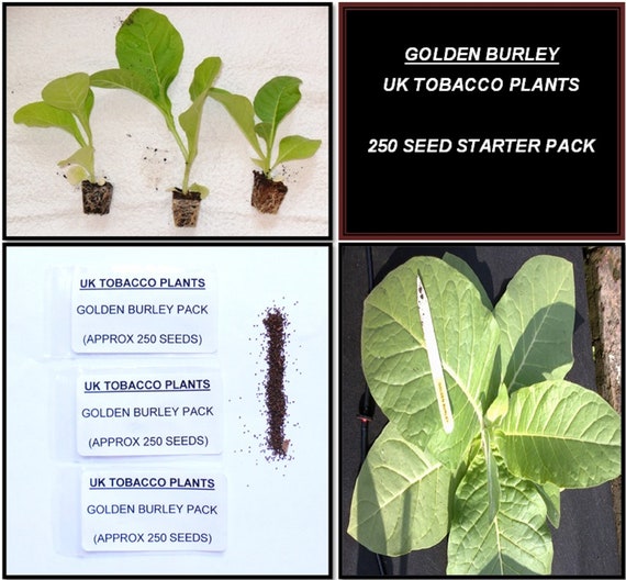 Golden Burley Tobacco Seed Pack