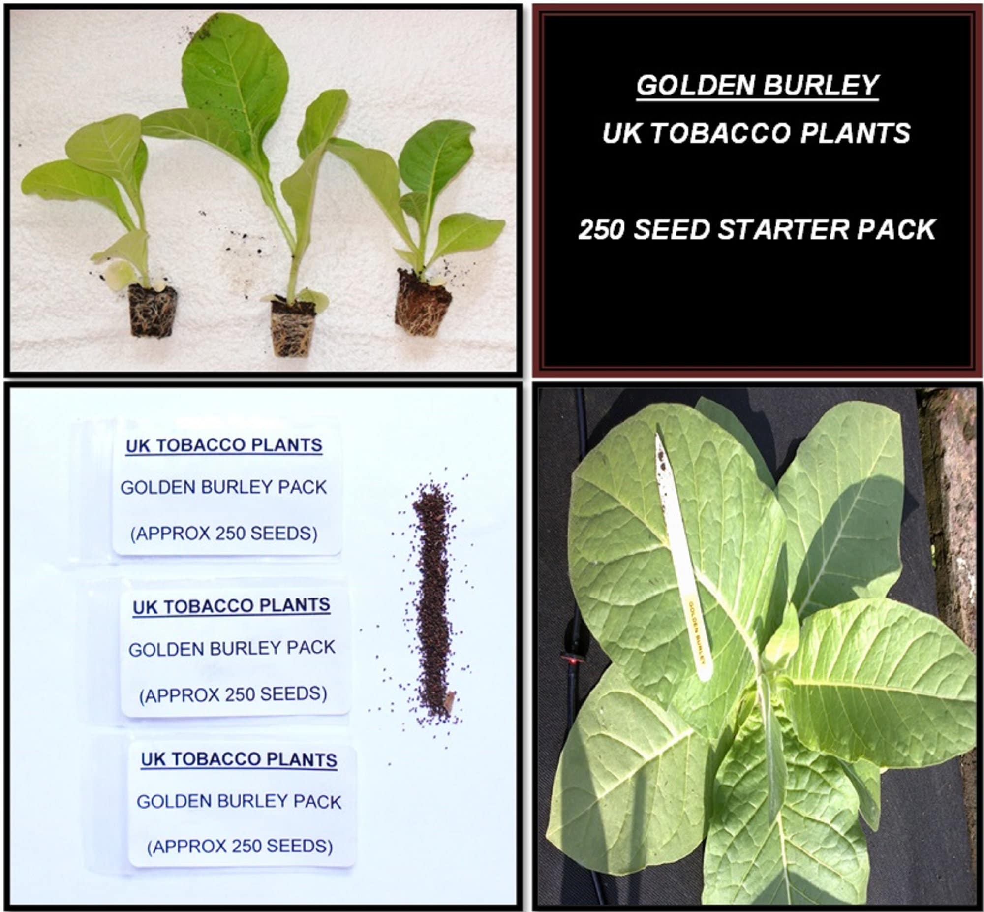 Golden Burley Tobacco Seed Pack
