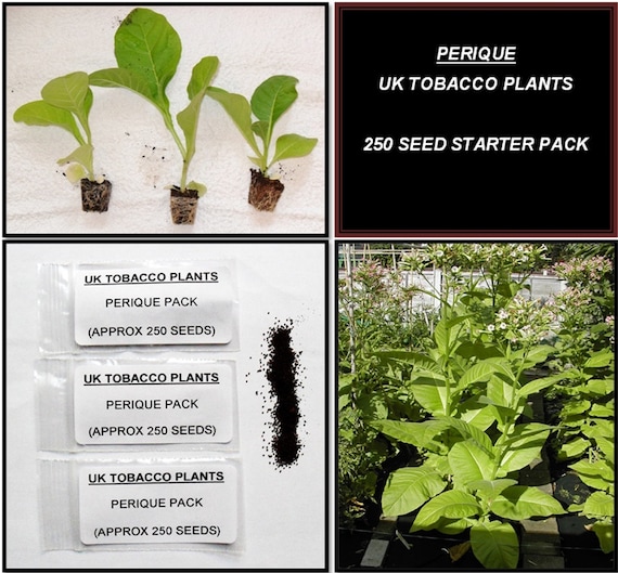 Perique Tobacco Seed Pack