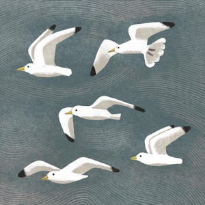 Greeting card - Seagulls