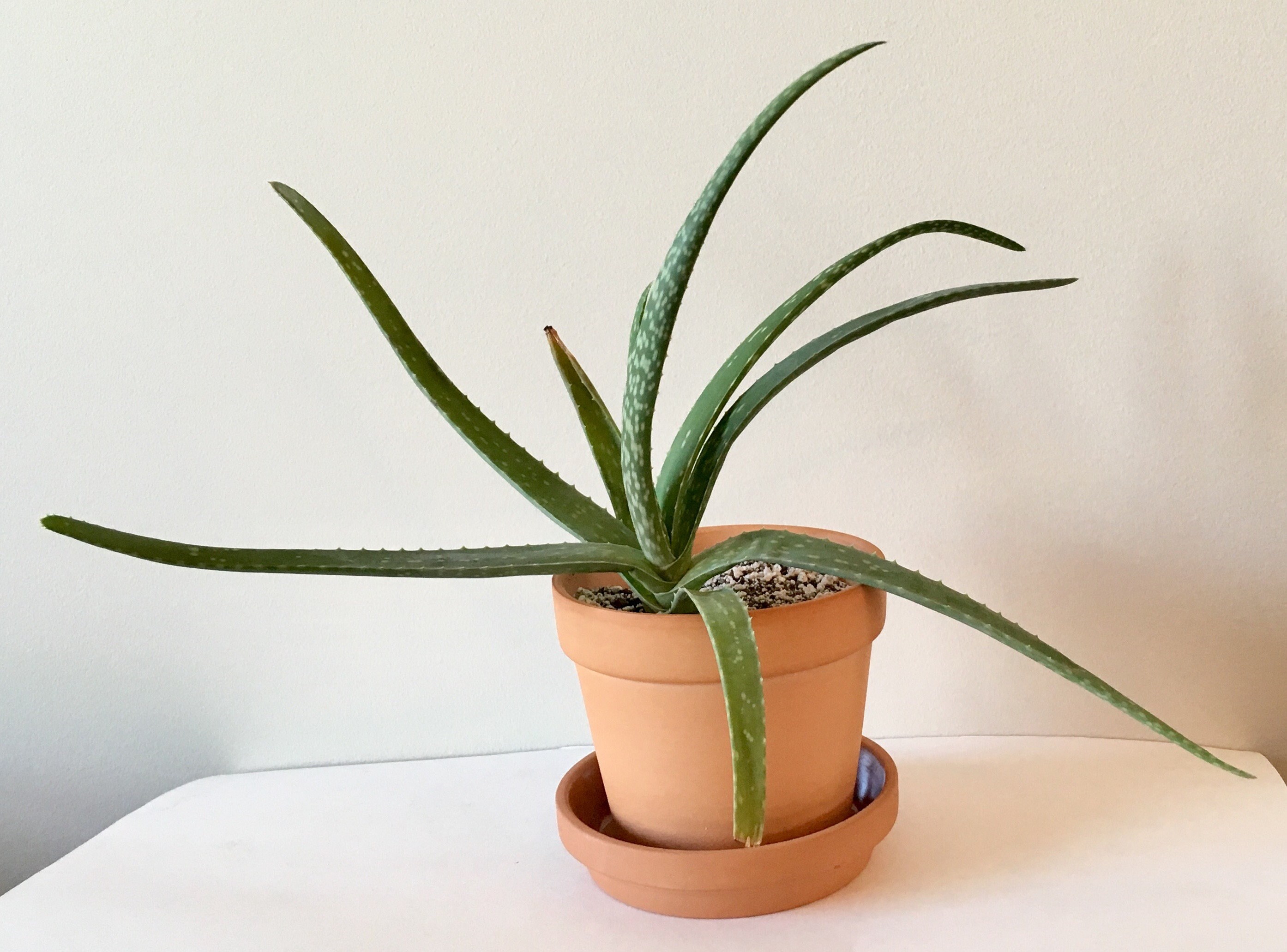 Aloe Vera Live Succulent Etsy