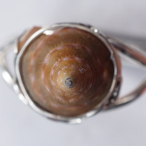 May include: A silver ring with a brown seashell set in the center. The shell has a spiral pattern with white and brown stripes.