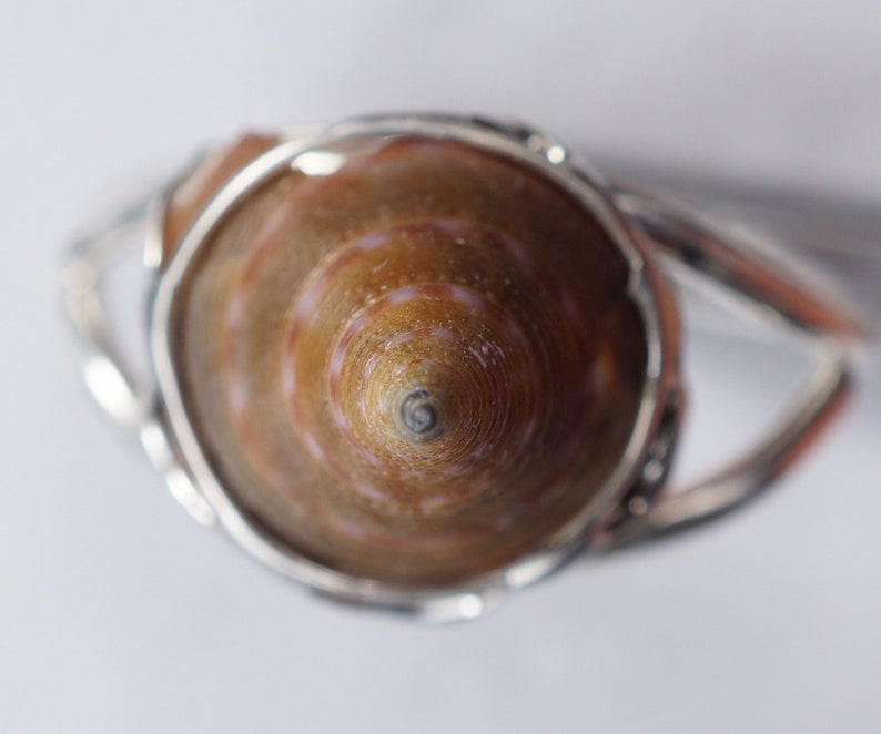 May include: A silver ring with a brown seashell set in the center. The shell has a spiral pattern with white and brown stripes.