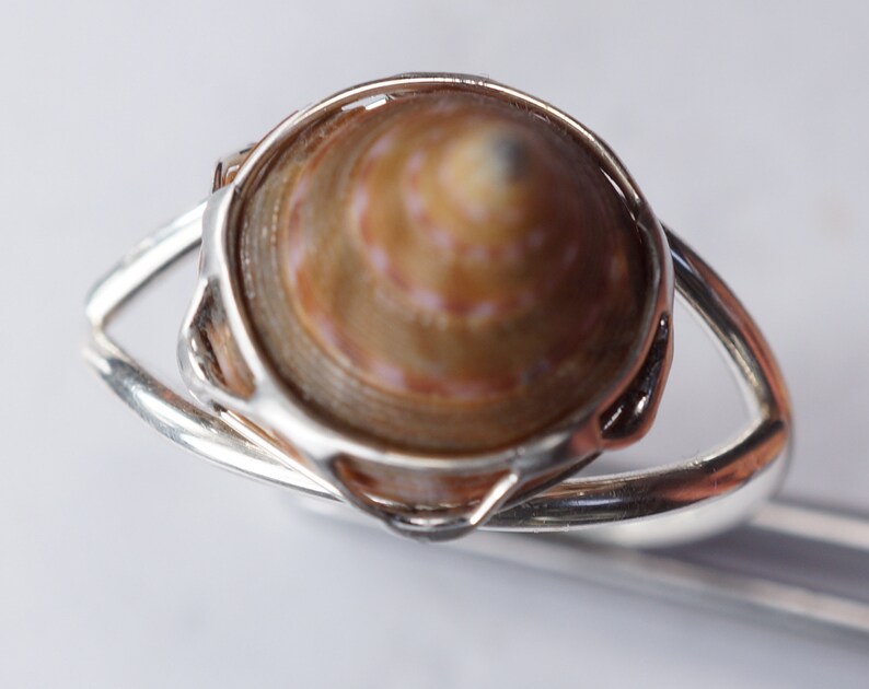May include: A silver ring with a brown and white seashell set in the center.