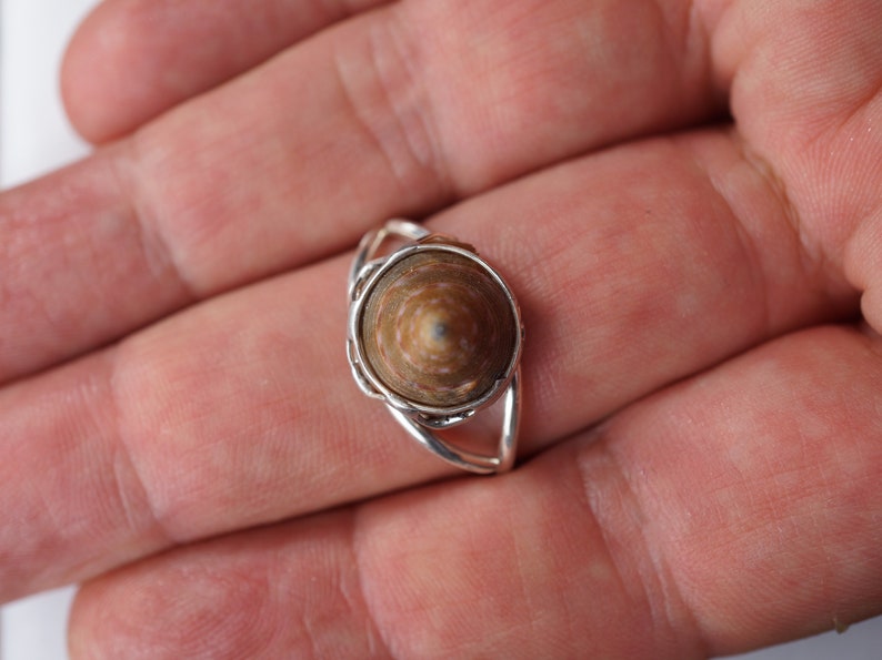 May include: A silver ring with a brown and white seashell set in the center.