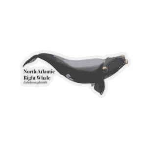 North Atlantic Right Whale Sticker